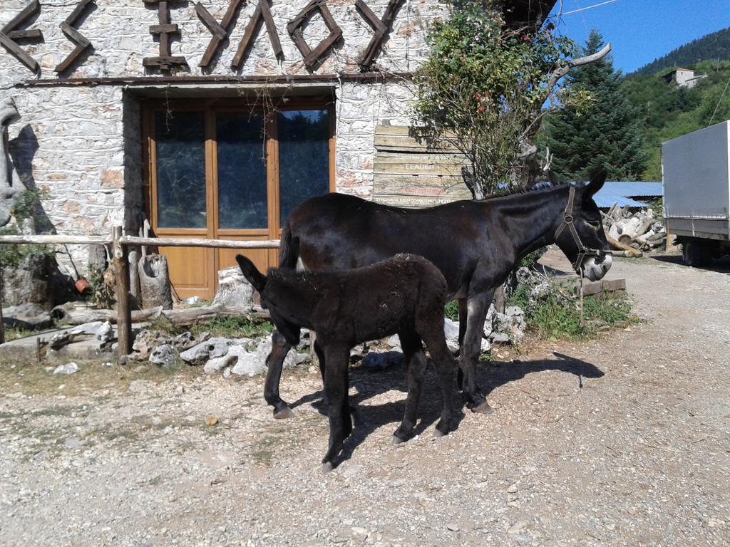 Archontiko Nikolopoulou Hotell Vytina Exteriör bild